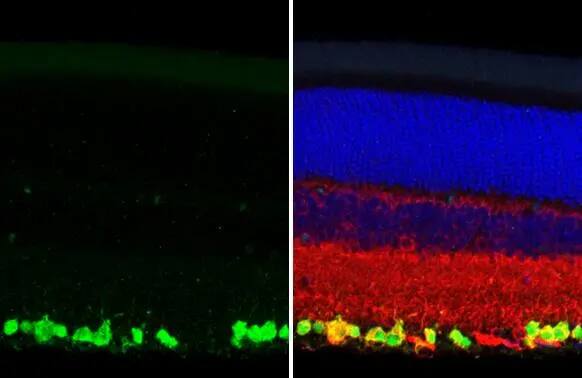 RBPMS Antibody (HL1106)