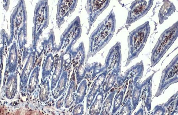 RBPMS Antibody (HL1106)