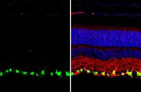 RBPMS Antibody (HL1106)