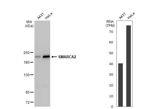 BRM Antibody (HL1115) - Azide and BSA Free