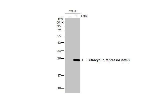 TetR Antibody - BSA Free
