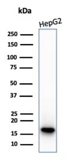 p16INK4a/CDKN2A Antibody (CDKN2A/7081R) Western Blot: p16INK4a/CDKN2A Antibody (CDKN2A/7081R) [NBP3-13834] -