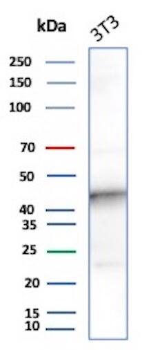 IDO2 Antibody (IDO2/2638) Western Blot: IDO2 Antibody (IDO2/2638) [NBP3-13867] -