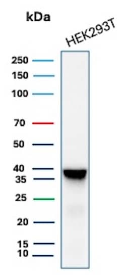 AKR1B1 Antibody (AKR1B1/7010R) Western Blot: AKR1B1 Antibody (AKR1B1/7010R) [NBP3-13897] -