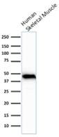 Actin (Muscle Specific) Antibody (rMSA/953) Actin (Muscle Specific) Antibody (rMSA/953)