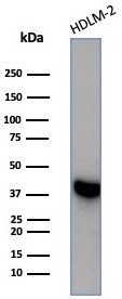 STING/TMEM173 Antibody (STING1/7431)