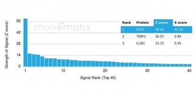 ATF2 Antibody (PCRP-ATF2-1B4) - Azide and BSA Free Flow Cytometry: ATF2 Antibody (PCRP-ATF2-1B4) - Azide and BSA Free [NBP3-14001] -