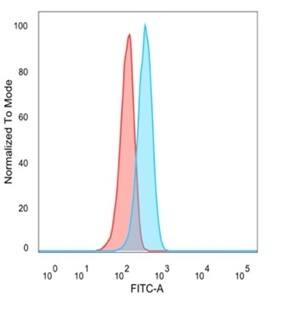 ATF2 Antibody (PCRP-ATF2-1B4) - Azide and BSA Free Immunocytochemistry/ Immunofluorescence: ATF2 Antibody (PCRP-ATF2-1B4) - Azide and BSA Free [NBP3-14001] -