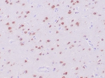 RBFOX3/NeuN Antibody (NeuN/288R) - Azide and BSA Free