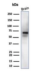 RBFOX3/NeuN Antibody (NeuN/288R) - Azide and BSA Free Western Blot: RBFOX3/NeuN Antibody (NeuN/288R) - Azide and BSA Free [NBP3-14002] -