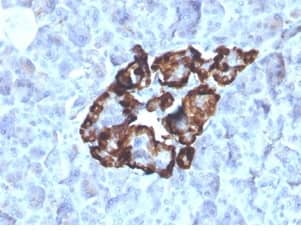 Vitamin D BP Antibody (VDBP/4481) - Azide and BSA Free Immunohistochemistry-Paraffin: Vitamin D BP Antibody (VDBP/4481) - Azide and BSA Free [NBP3-14005] -