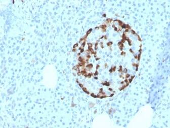 Vitamin D BP Antibody (VDBP/4481) - Azide and BSA Free Immunohistochemistry-Paraffin: Vitamin D BP Antibody (VDBP/4481) - Azide and BSA Free [NBP3-14005] -