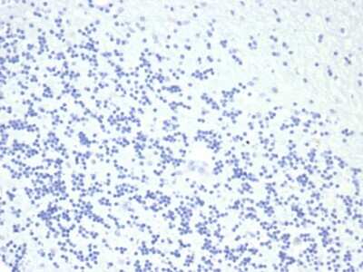 Growth Hormone Antibody (GH/4886R) - Azide and BSA Free Immunohistochemistry-Paraffin: Growth Hormone Antibody (GH/4886R) - Azide and BSA Free [NBP3-14007] -