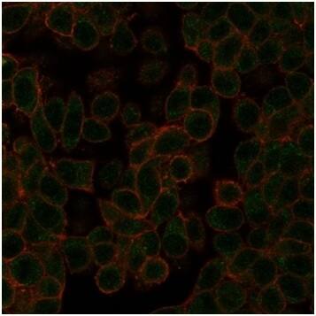 NeuroD2 Antibody (PCRP-NEUROD2-1G1) - Azide and BSA Free Immunocytochemistry/ Immunofluorescence: NeuroD2 Antibody (PCRP-NEUROD2-1G1) - Azide and BSA Free [NBP3-14015] -