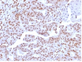 NFIA Antibody (PCRP-NFIA-2C6) - Azide and BSA Free
