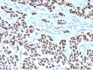NFIA Antibody (PCRP-NFIA-2C6) - Azide and BSA Free