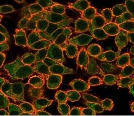 NFIA Antibody (PCRP-NFIA-2C6) - Azide and BSA Free Immunocytochemistry/ Immunofluorescence: NFIA Antibody (PCRP-NFIA-2C6) - Azide and BSA Free [NBP3-14016] -