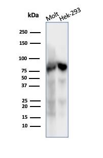 Ku80/XRCC5 Antibody (XRCC5/7317) - Azide and BSA Free Western Blot: Ku80/XRCC5 Antibody (XRCC5/7317) - Azide and BSA Free [NBP3-14018] -