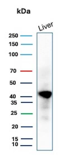 Glutamine Synthetase Antibody (GLUL/6600) - Azide and BSA Free Western Blot: Glutamine Synthetase Antibody (GLUL/6600) - Azide and BSA Free [NBP3-14023] -