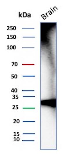 Calretinin Antibody (CALB2/7029R) - Azide and BSA Free Western Blot: Calretinin Antibody (CALB2/7029R) - Azide and BSA Free [NBP3-14032] -