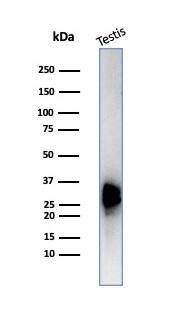 Calretinin Antibody (CALB2/7029R) - Azide and BSA Free Western Blot: Calretinin Antibody (CALB2/7029R) - Azide and BSA Free [NBP3-14032] -