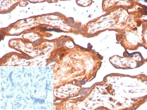 IDO2 Antibody (IDO2/2638) - Azide and BSA Free Immunohistochemistry-Paraffin: IDO2 Antibody (IDO2/2638) - Azide and BSA Free [NBP3-14045] -