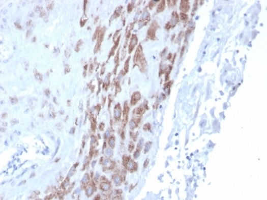 IDO2 Antibody (IDO2/2639) - Azide and BSA Free