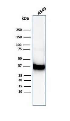 Annexin A1 Antibody (ANXA1/6452R) - Azide and BSA Free Western Blot: Annexin A1 Antibody (ANXA1/6452R) - Azide and BSA Free [NBP3-14056] -