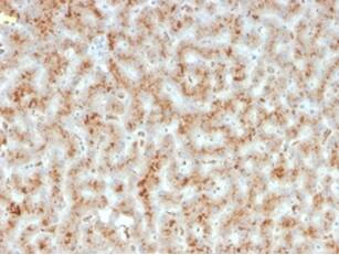 Haptoglobin Antibody (HP/3835) - Azide and BSA Free Immunohistochemistry-Paraffin: Haptoglobin Antibody (HP/3835) - Azide and BSA Free [NBP3-14067] -