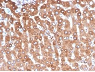 Haptoglobin Antibody (HP/3837) - Azide and BSA Free Immunohistochemistry-Paraffin: Haptoglobin Antibody (HP/3837) - Azide and BSA Free [NBP3-14068] -