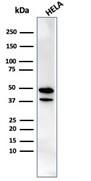 CREB5 Antibody (PCRP-CREB5-1G8) - Azide and BSA Free Western Blot: CREB5 Antibody (PCRP-CREB5-1G8) - Azide and BSA Free [NBP3-14073] -