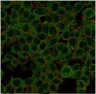 ID1 Antibody (PCRP-ID1-2F11) - Azide and BSA Free Immunocytochemistry/ Immunofluorescence: ID1 Antibody (PCRP-ID1-2F11) - Azide and BSA Free [NBP3-14075] -