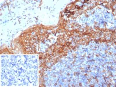STING/TMEM173 Antibody (STING1/7432) - Azide and BSA Free Immunohistochemistry-Paraffin: STING/TMEM173 Antibody (STING1/7432) - Azide and BSA Free [NBP3-14077] -