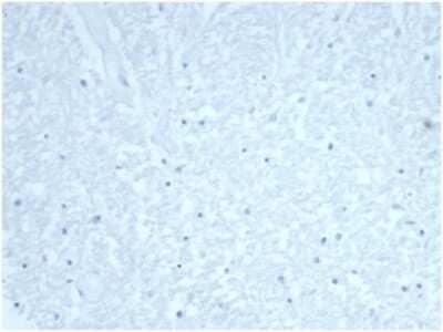 Cdc20 Antibody (CDC20/7026R) - Azide and BSA Free Immunohistochemistry-Paraffin: Cdc20 Antibody (CDC20/7026R) - Azide and BSA Free [NBP3-14078] -