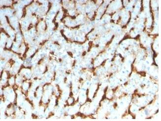 Apolipoprotein D Antibody (APOD/3413) - Azide and BSA Free Immunohistochemistry-Paraffin: Apolipoprotein D Antibody (APOD/3413) - Azide and BSA Free [NBP3-14089] -