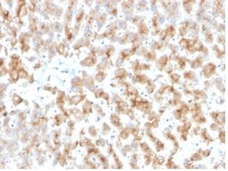 Apolipoprotein D Antibody (APOD/3415) - Azide and BSA Free Immunohistochemistry-Paraffin: Apolipoprotein D Antibody (APOD/3415) - Azide and BSA Free [NBP3-14090] -