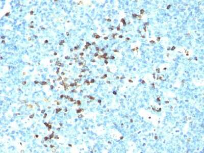 IgG Heavy Chain Antibody (IG217 + IG266) - Azide and BSA Free Immunohistochemistry-Paraffin: IgG Heavy Chain Antibody (IG217 + IG266) - Azide and BSA Free [NBP3-14095] -