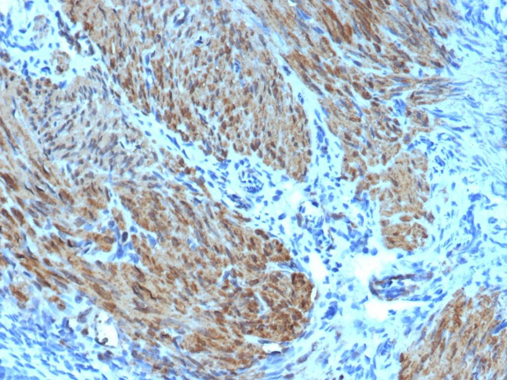 Actin (Muscle Specific) Antibody (rMSA/953) - Azide and BSA Free Actin (Muscle Specific) Antibody (rMSA/953)