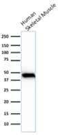 Actin (Muscle Specific) Antibody (rMSA/953) - Azide and BSA Free Actin (Muscle Specific) Antibody (rMSA/953)