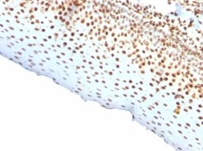 Nuclear Antigen Antibody (rNM106) - Azide and BSA Free Immunohistochemistry-Paraffin: Nuclear Antigen Antibody (rNM106) - Azide and BSA Free [NBP3-14097] -