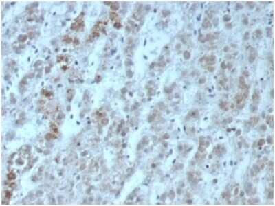 IL-15 Antibody (IL15/6971R) - Azide and BSA Free Immunohistochemistry-Paraffin: IL-15 Antibody (IL15/6971R) - Azide and BSA Free [NBP3-14101] -