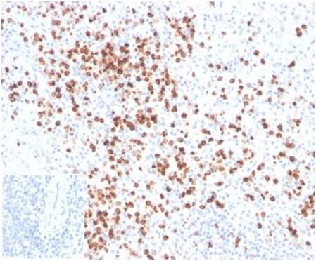 Lysozyme Antibody (LYZ/3942) - Azide and BSA Free Immunohistochemistry-Paraffin: Lysozyme Antibody (LYZ/3942) - Azide and BSA Free [NBP3-14114] -