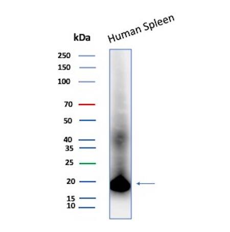 Lysozyme Antibody (LYZ/3944) - Azide and BSA Free Western Blot: Lysozyme Antibody (LYZ/3944) - Azide and BSA Free [NBP3-14115] -