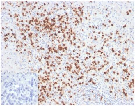Lysozyme Antibody (LYZ/3944) - Azide and BSA Free Immunohistochemistry-Paraffin: Lysozyme Antibody (LYZ/3944) - Azide and BSA Free [NBP3-14115] -