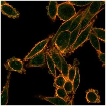 Smad9 Antibody (PCRP-SMAD9-2F4) - Azide and BSA Free Immunocytochemistry/ Immunofluorescence: Smad9 Antibody (PCRP-SMAD9-2F4) - Azide and BSA Free [NBP3-14117] -