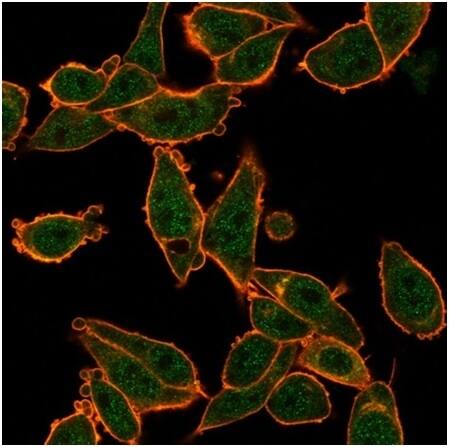 Zinc finger protein 639 Antibody (PCRP-ZNF639-2B2) - Azide and BSA Free Immunocytochemistry/ Immunofluorescence: Zinc finger protein 639 Antibody (PCRP-ZNF639-2B2) - Azide and BSA Free [NBP3-14131] -