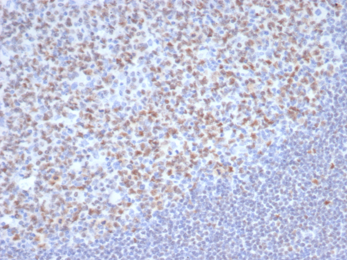OCT2 Antibody (OCT2/7073R) - Azide and BSA Free