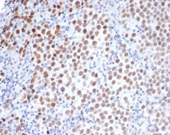 OCT4 Antibody (OCT4/3508) - Azide and BSA Free