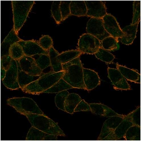 PHF10 Antibody (PCRP-PHF10-2A10) - Azide and BSA Free Immunocytochemistry/ Immunofluorescence: PHF10 Antibody (PCRP-PHF10-2A10) - Azide and BSA Free [NBP3-14153] -