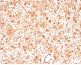 PKC iota Antibody (PRKCI/4911) - Azide and BSA Free Immunohistochemistry-Paraffin: PKC iota Antibody (PRKCI/4911) - Azide and BSA Free [NBP3-14155] -